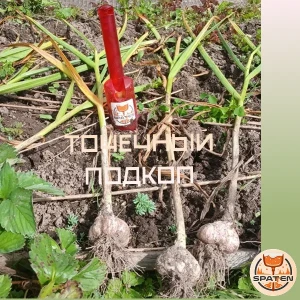 Точечное подкапывание пикеровочного совка Точечное подкапывание пикеровочного совка